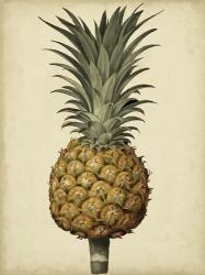 Brookshaw Antique Pineapple II | Obraz na stenu