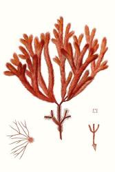Striking Seaweed II | Obraz na stenu