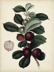 Antique Foliage & Fruit I | Obraz na stenu
