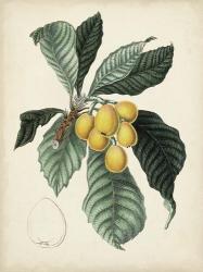 Antique Foliage & Fruit VI | Obraz na stenu