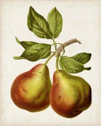 Antique Fruit XI | Obraz na stenu