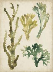 Vintage Sea Fronds V | Obraz na stenu