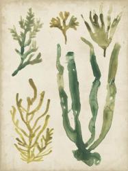 Vintage Sea Fronds VI | Obraz na stenu