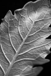 Striking Leaf I | Obraz na stenu