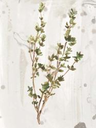 Antique Earthtone Herbs II | Obraz na stenu