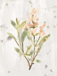 Antique Earthtone Herbs IV | Obraz na stenu