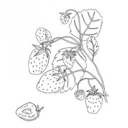 Wild Strawberries I | Obraz na stenu