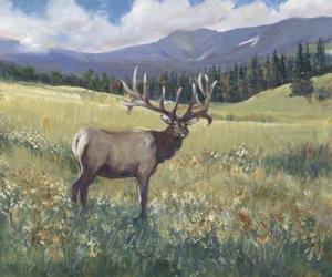 Rocky Mountain Elk I | Obraz na stenu