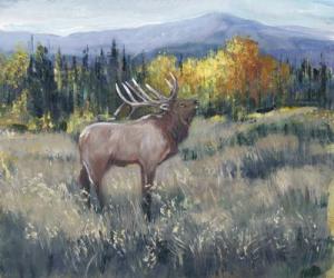 Rocky Mountain Elk II | Obraz na stenu