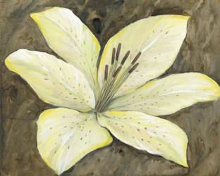 Neutral Lily I | Obraz na stenu