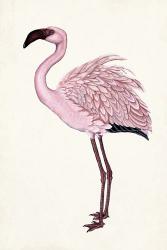 Striking Flamingo II | Obraz na stenu