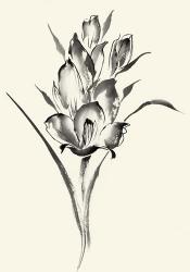 Ink Wash Floral II - Gladiolus | Obraz na stenu