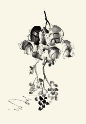 Ink Wash Floral V - Grapes | Obraz na stenu