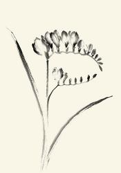 Ink Wash Floral VI - Freesia | Obraz na stenu