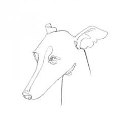 Greyhound Pencil Portrait I | Obraz na stenu
