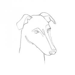 Greyhound Pencil Portrait II | Obraz na stenu