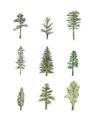Collected Pines I | Obraz na stenu