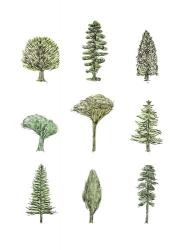 Collected Pines II | Obraz na stenu