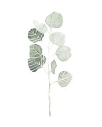 Soft Eucalyptus Branch I | Obraz na stenu