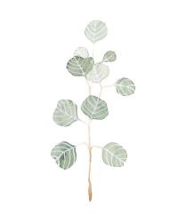 Soft Eucalyptus Branch II | Obraz na stenu