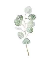 Soft Eucalyptus Branch III | Obraz na stenu