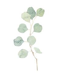 Soft Eucalyptus Branch IV | Obraz na stenu