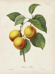 Redoute's Fruit I | Obraz na stenu