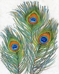Vivid Peacock Feathers II | Obraz na stenu