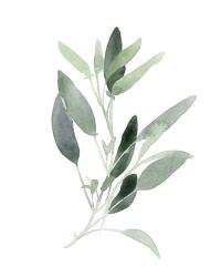 Simple Sage III | Obraz na stenu