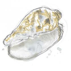 Citron Shell Sketch IV | Obraz na stenu