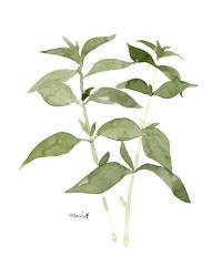 Herb Garden Sketches I | Obraz na stenu