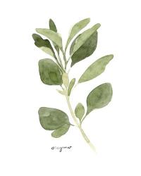 Herb Garden Sketches III | Obraz na stenu