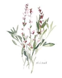 Herb Garden Sketches V | Obraz na stenu