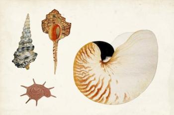 Antique Shell Anthology I | Obraz na stenu