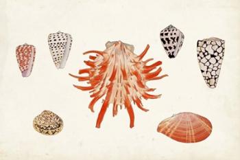 Antique Shell Anthology IV | Obraz na stenu