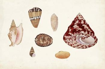 Antique Shell Anthology V | Obraz na stenu