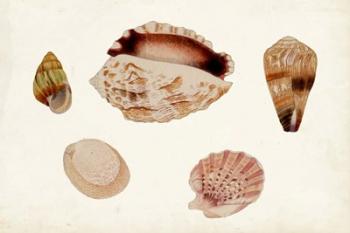 Antique Shell Anthology VI | Obraz na stenu