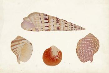 Antique Shell Anthology VII | Obraz na stenu