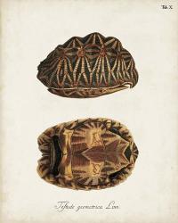Antique Turtles & Shells I | Obraz na stenu
