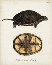 Antique Turtles & Shells II | Obraz na stenu