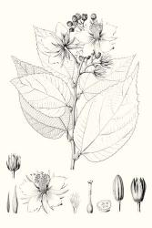 Illustrative Leaves III | Obraz na stenu
