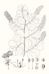 Illustrative Leaves IV | Obraz na stenu