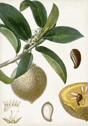 Turpin Tropical Fruit I | Obraz na stenu