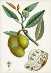 Turpin Tropical Fruit III | Obraz na stenu