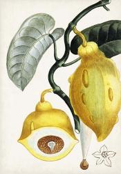 Turpin Tropical Fruit IV | Obraz na stenu