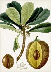 Turpin Tropical Fruit VI | Obraz na stenu