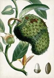 Turpin Tropical Fruit VIII | Obraz na stenu