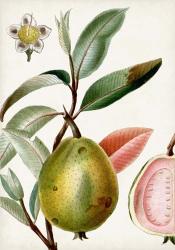 Turpin Tropical Fruit IX | Obraz na stenu