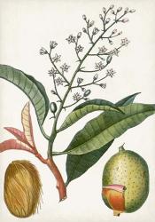 Turpin Tropical Fruit X | Obraz na stenu
