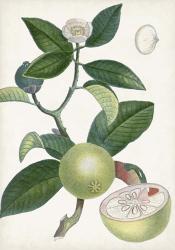 Turpin Tropical Fruit XI | Obraz na stenu